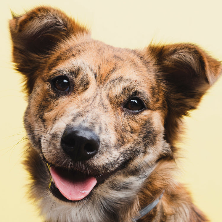 accesorios para perros